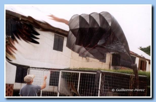 Flowform gigante