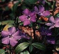 Periwinkle