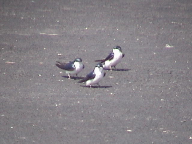 Tree Swallows taken at the Sabine NWR [Winston Caillouet)