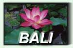 accommodations in bali