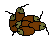 -Nuts-