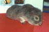 engrexsilveragouti.jpg (2508 bytes)