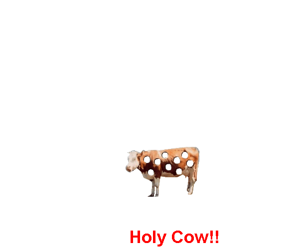 Holy Cow!!