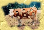 Holy Cow!!