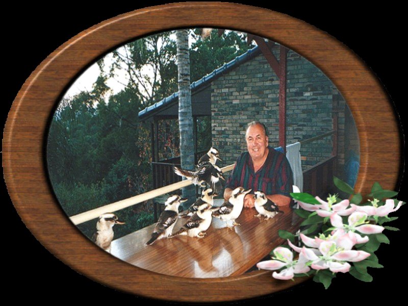  Frank and his many Kookies, (Kookaburras), also known as Laughing Jackasses