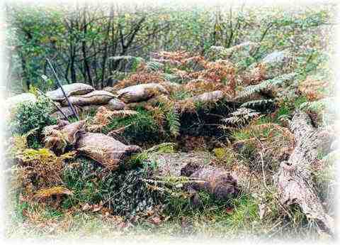 BEAR'S BUNKER