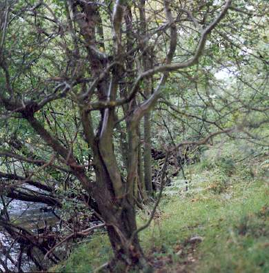 CHARLIE moved along the riverbank