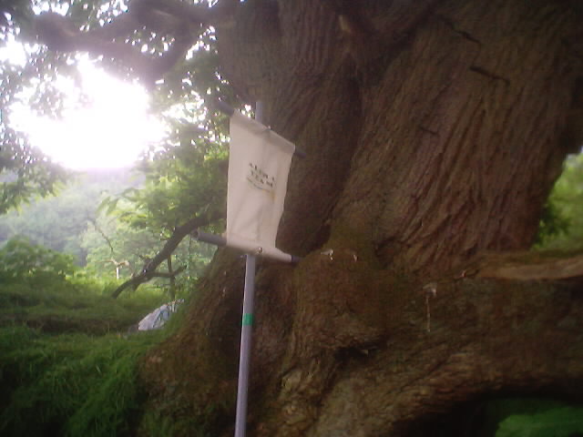 Alpha's flag was here