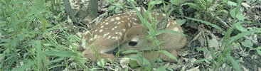 Phantom saw the fawn