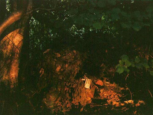 In the Gulley...