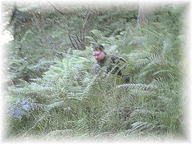SCOTT collects ferns
