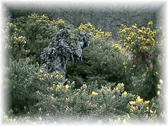 (lone)PIGGY in the gorse