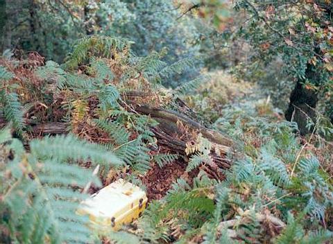 YELLOW BOX in ALPHA's camp.