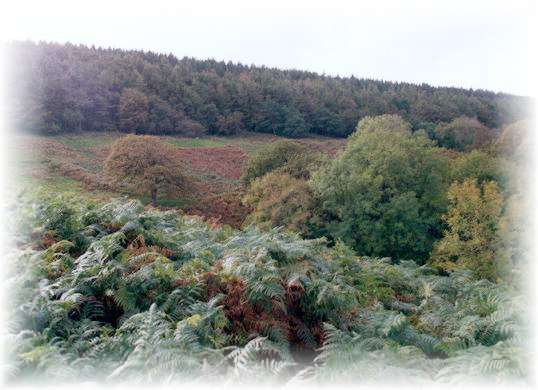 The wonderous 120 acre site.
