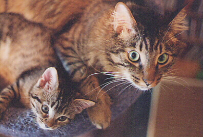 pair1