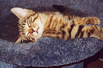 sleep