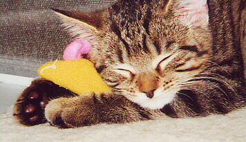 sleepmousie