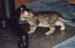 kittenbody