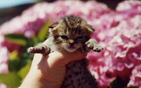 angryflower