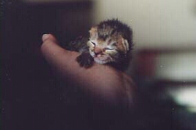 babyhand