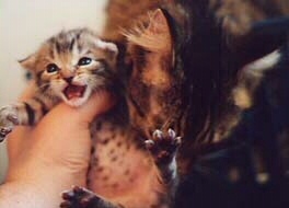 groomyell