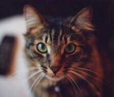 mygustav