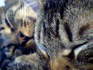 Gustav and Aurora.
