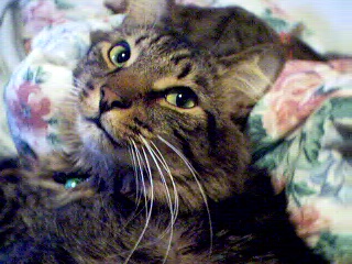 gustavkitty