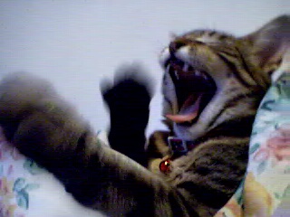Aurora yawning