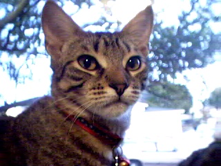 Rori in the window