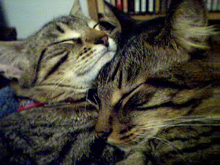 babies napping