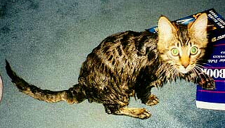 drowned rat
