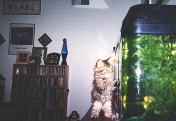 fishes