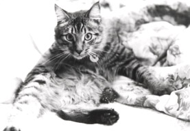 gustav