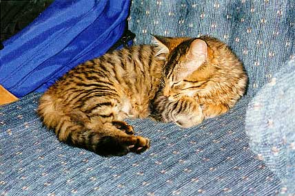 schleep