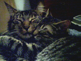 napping buddies