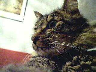 gustav