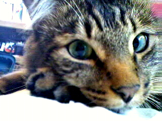 Gustavee-boy