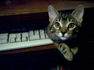 keyboard girl