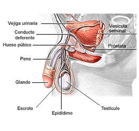 El aumento del miembro viril por medio de las hormonas