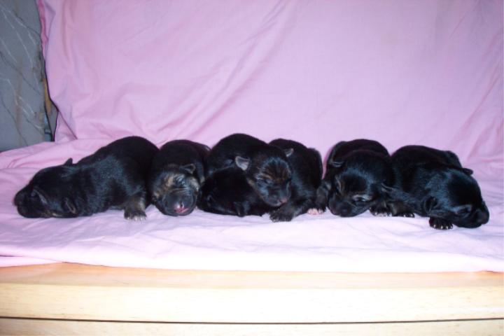 All 6 new babies . 1 week old.&nbsp; 2 Males 4 Females.