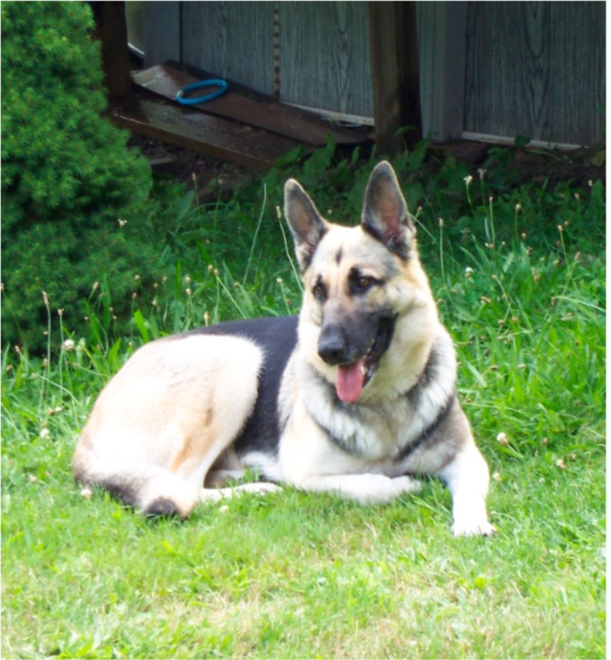 Reba is the best dog we have ever had! She is well mannered , obedient and has a wonderful disposition as well as being beautiful. 