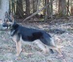 Reuger is the "stud" for the 5/04 litter. Words cannot express the handsomeness of this OFA certified Male. He is owned by Rebecca Little (Peaks Brook German Shepherds) Reuger&nbsp; is available for stud service for approved bitches. See bottom of page for contact info for Reuger.