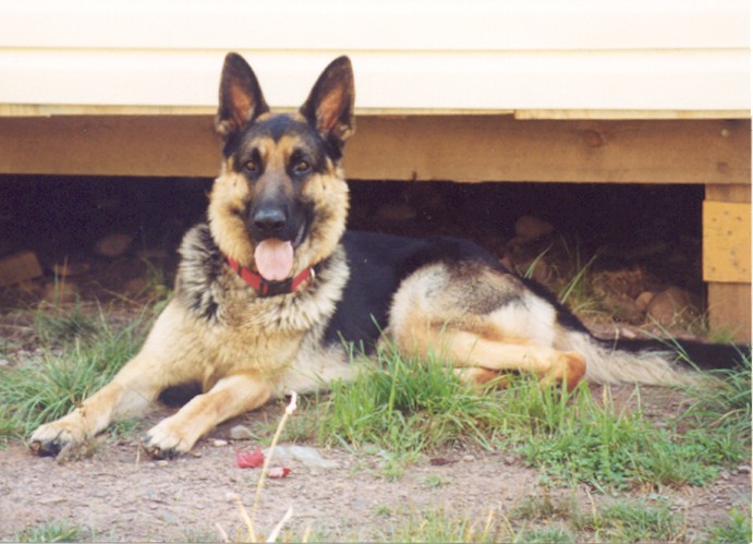 Dalton is the sire to all litters previous to 5/04. He is owned by a friend of ours and was bred by Rebecca Little (Peaks Brook German Shepherds) Dalton as handsome in person as he is in the picture. Simply put an awesome specimen of the breed.