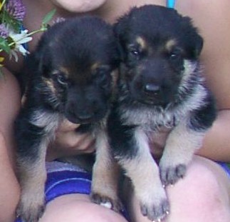 3 weeks old in picture.