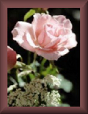 rosebanner.jpg