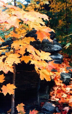 leaves