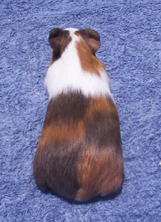 He is technically showable, although the banding of white is a fault