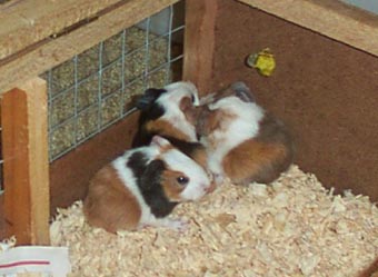 Bea's other 3 babies, one is a Beige, gold and White Tri Colour