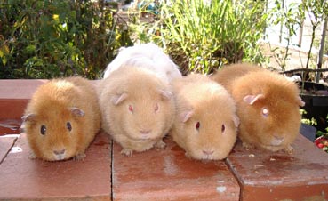 The 4 Orange Beavers
